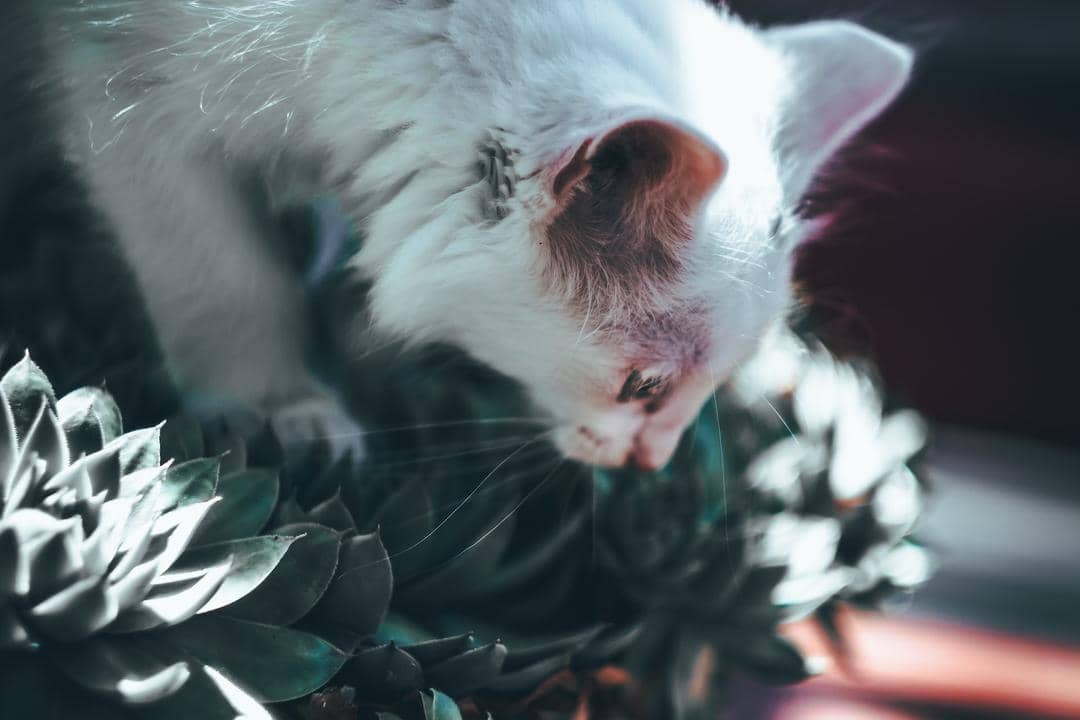 Unsplash.com/Jake Weirick