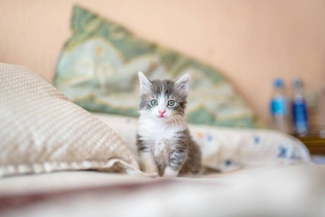 Unsplash.com/Kote Puerto