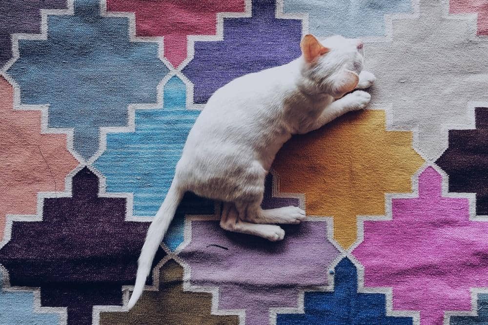 Unsplash.com/Rohit Tandon