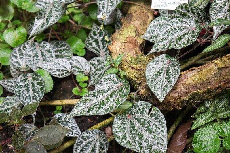 ilustrasi sirih merah atau Piper ornatum 