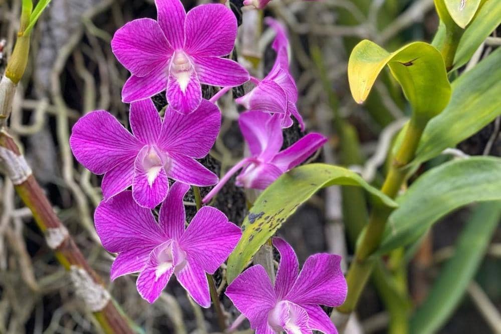 instagram.com/orchid.valley