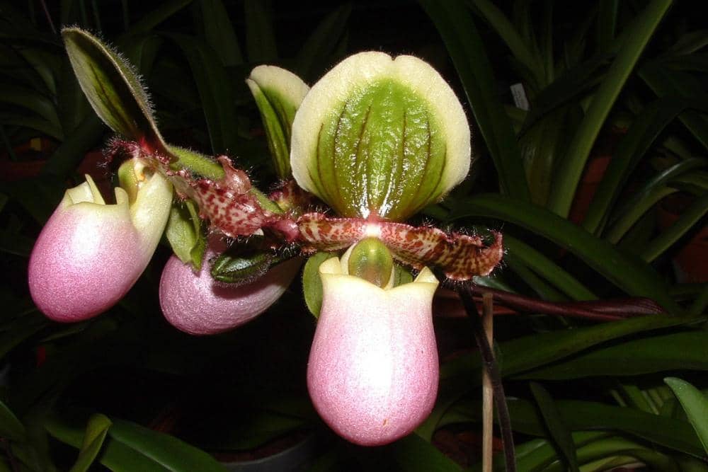 orchideen-wichmann.de