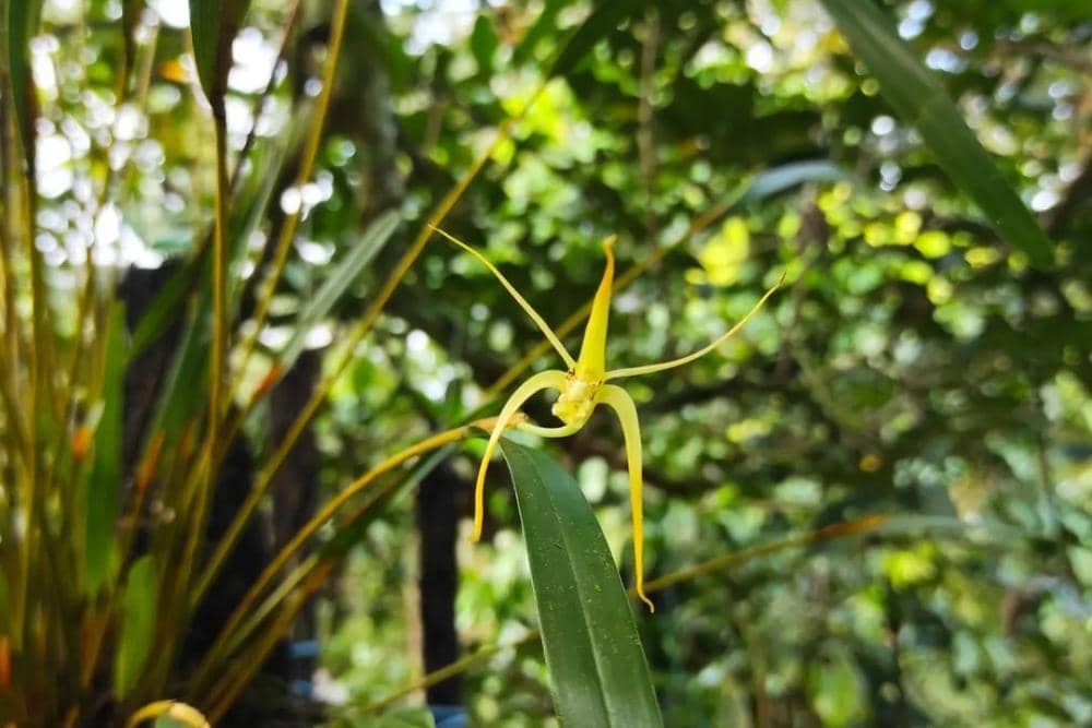 instagram.com/yudiplants