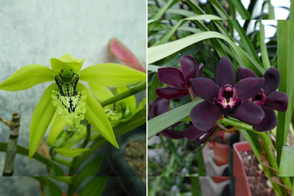 instagram.com/ermafredy, indonesia.go.id