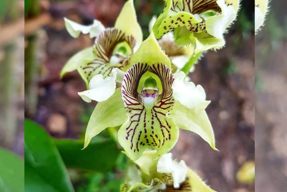 instagram.com/sekar.anggrek