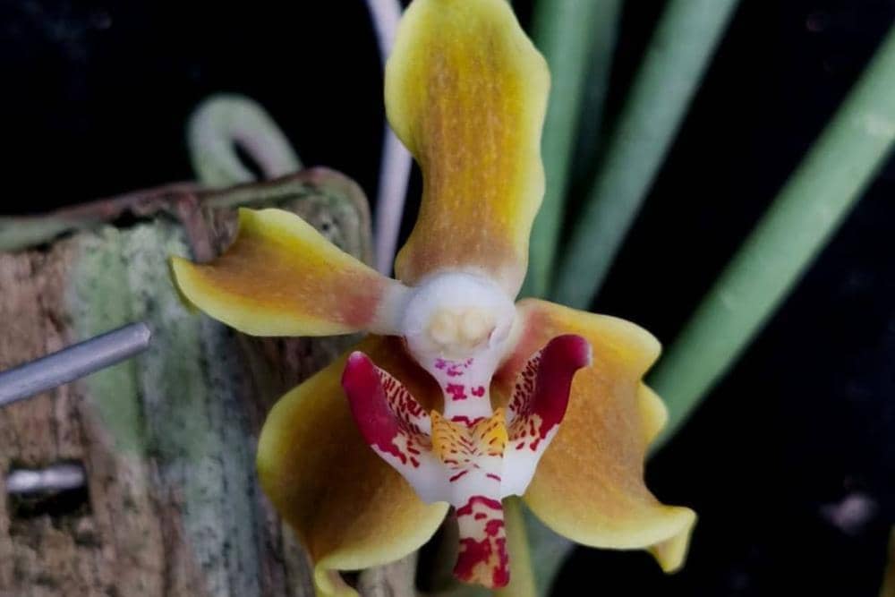 instagram.com/jnorchids