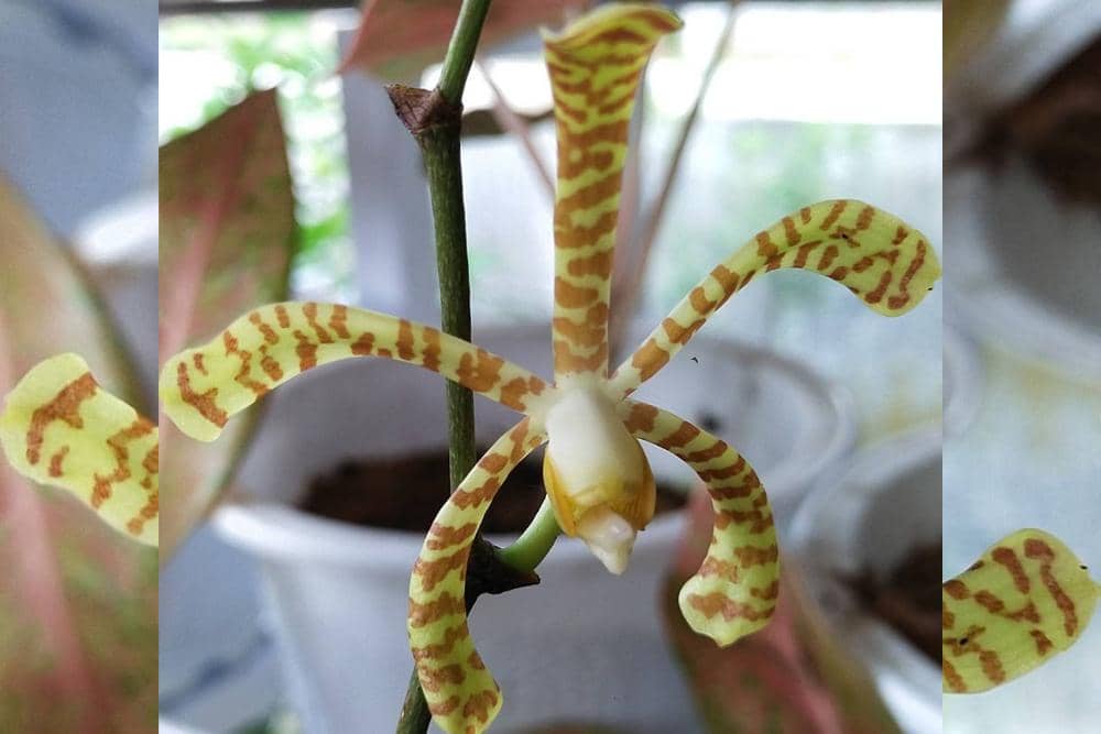 instagram.com/tilikkebunku.officia