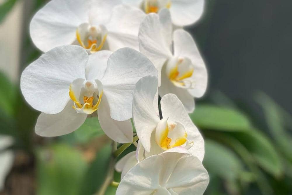 instagram.com/anne.kusumawardhany