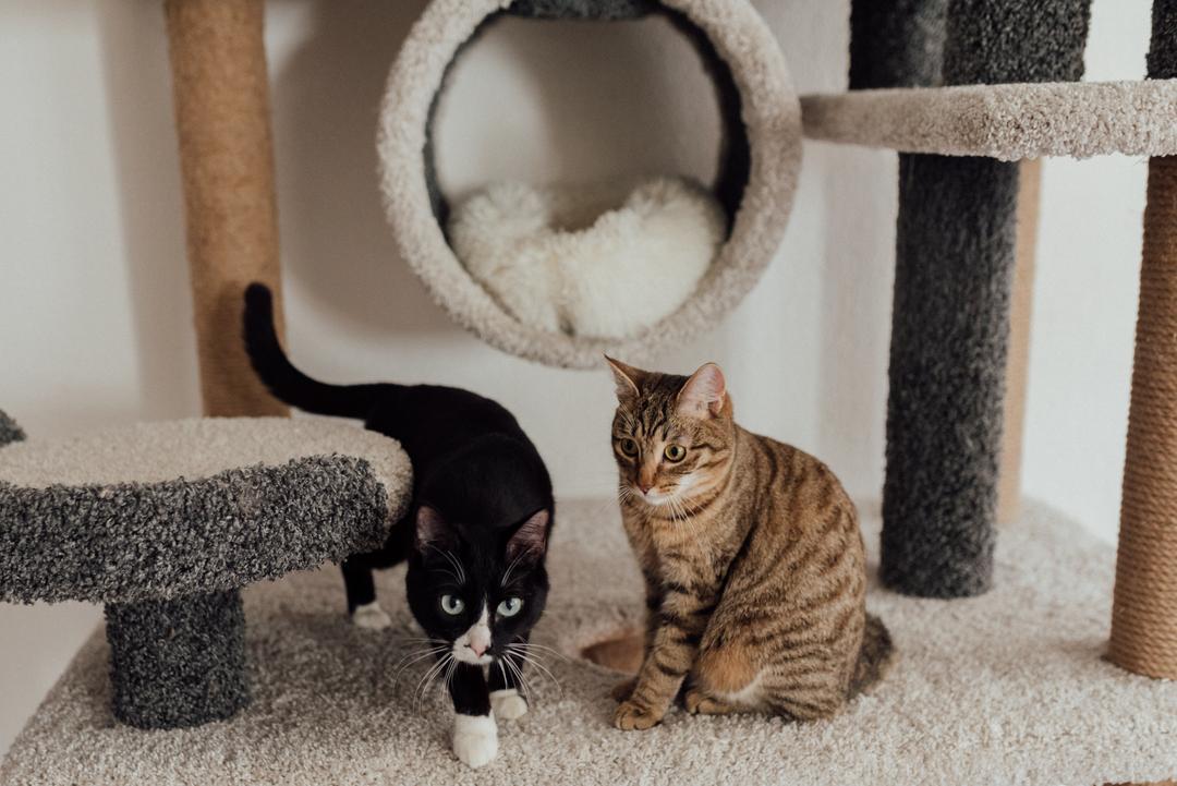 5 Cara Membedakan Kucing Jantan dan Betina, Jangan Keliru!