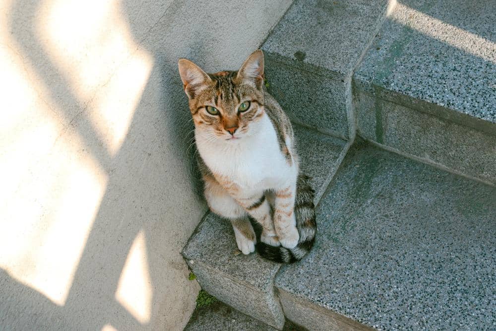 pexels.com/İdil Çelikler