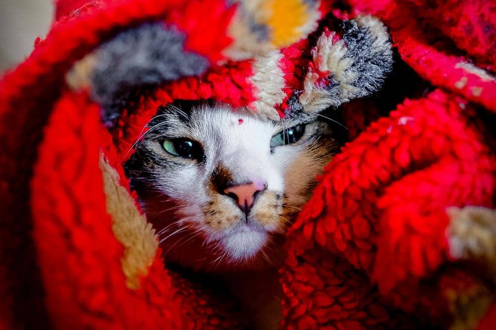 unsplash.com/Francesco Ungaro