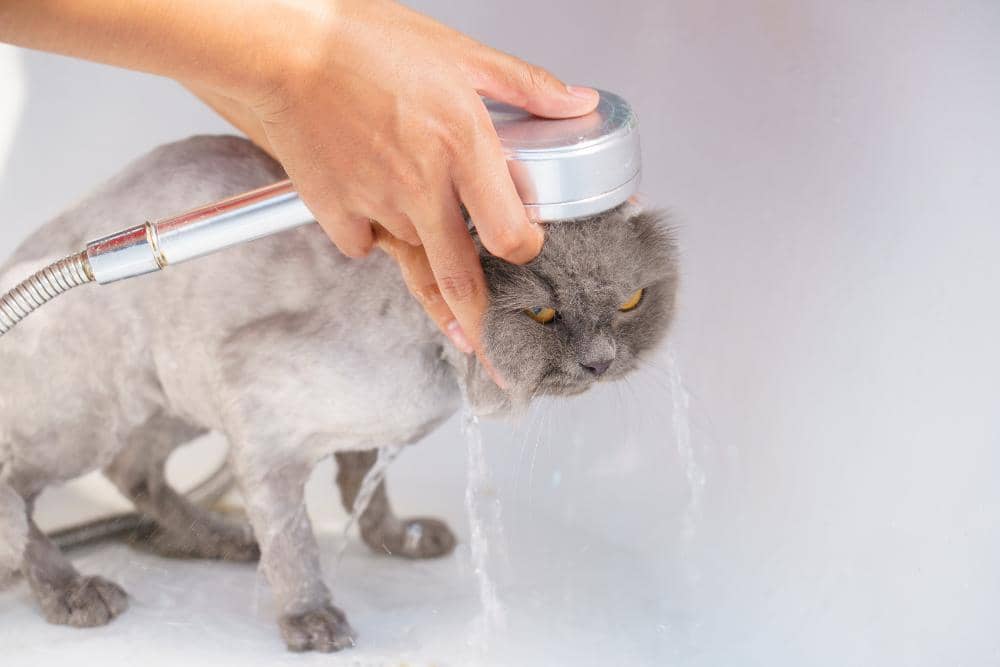 pexels.com/Karin Chantanaprayura