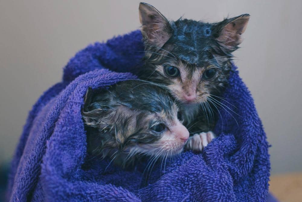 unsplash.com/Rebecca Campbell