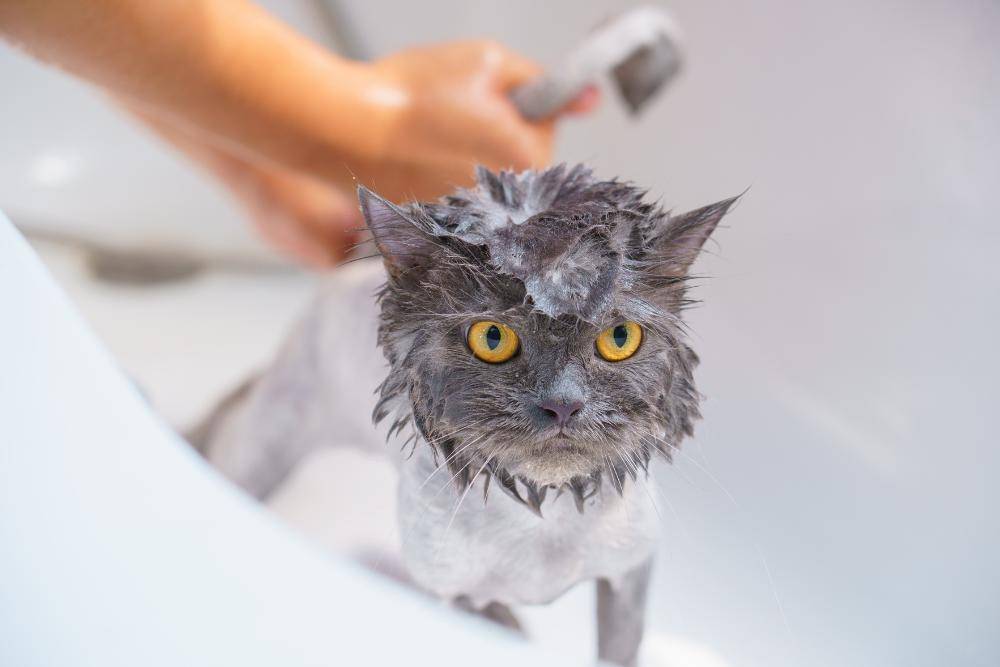 10 Cara Memandikan Kucing dengan Aman dan Benar di Rumah