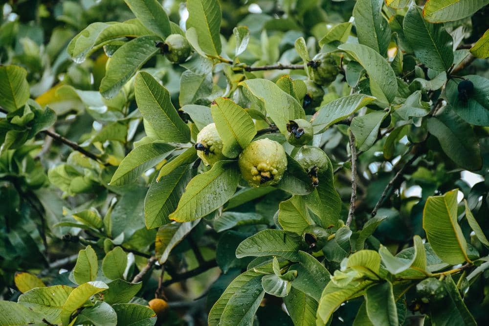 pexels.com/Aadhithyan Pandian