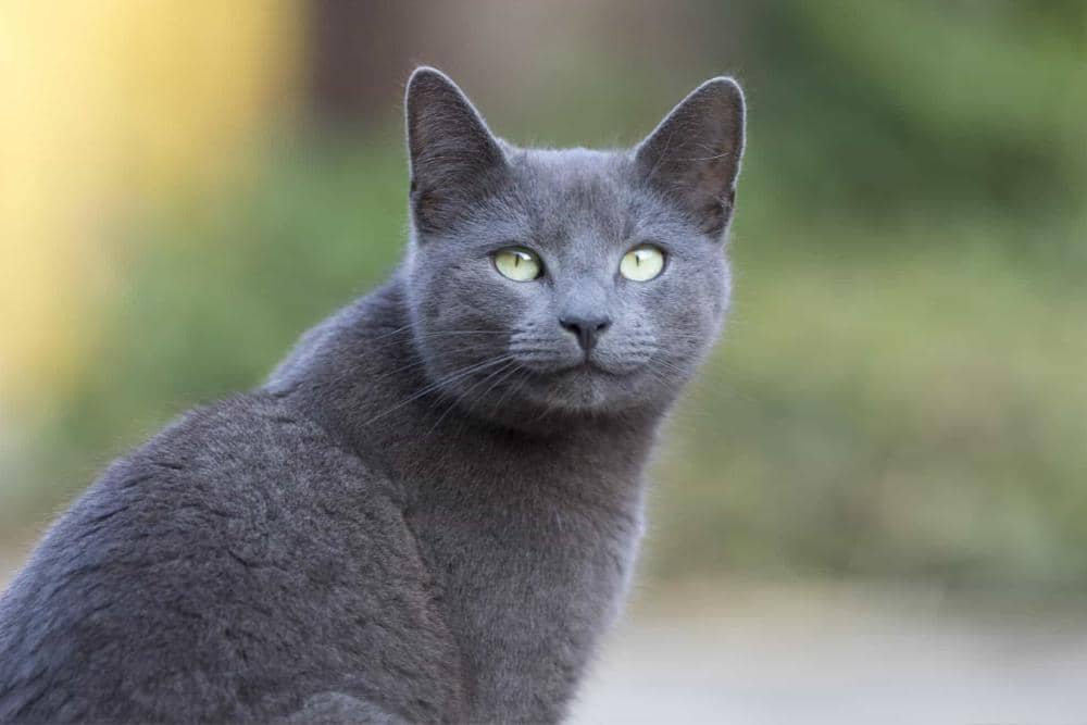 rawznaturalpetfood.com