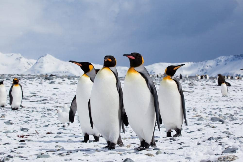 oceanwide-expeditions.com