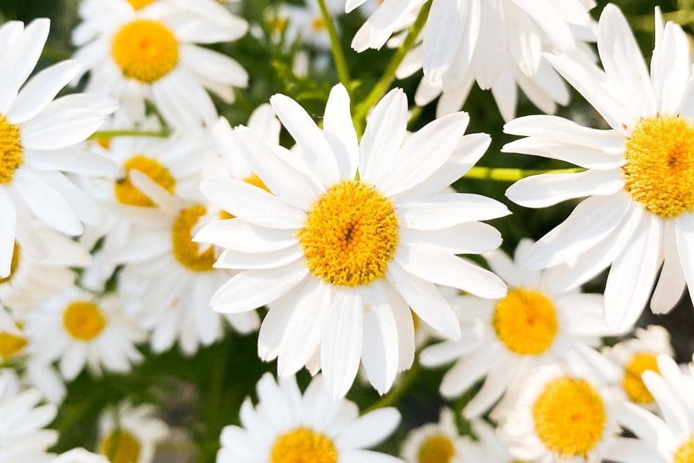 Unsplash.com/Ana Frantz