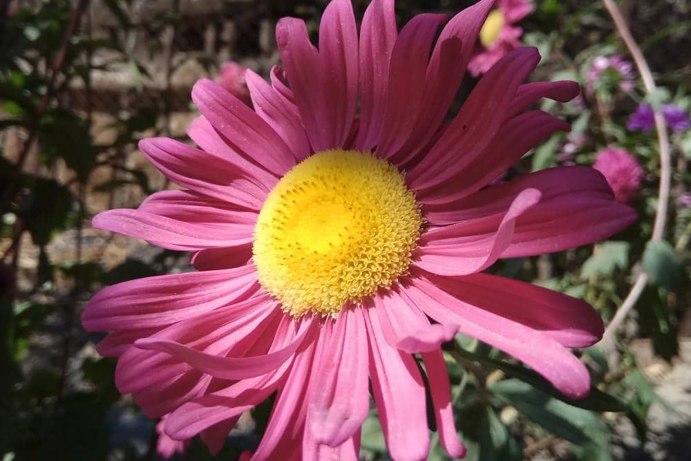 Unsplash.com/Anna Evans