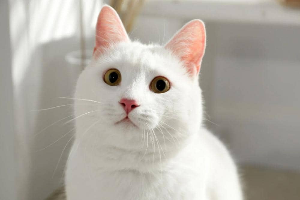 thediscerningcat.com