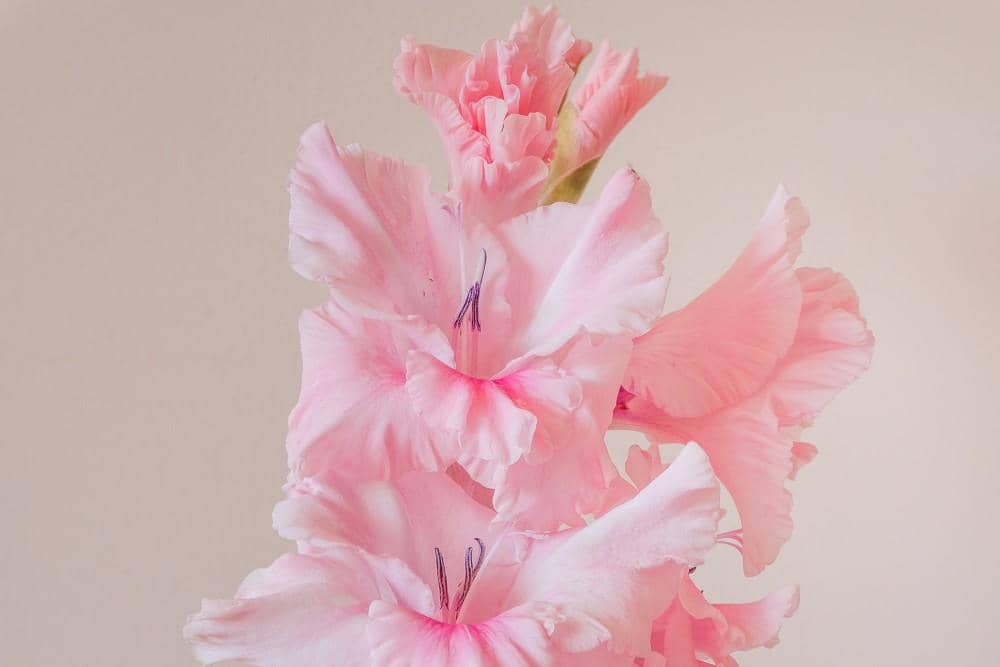 Unsplash.com/Earl Wilcox