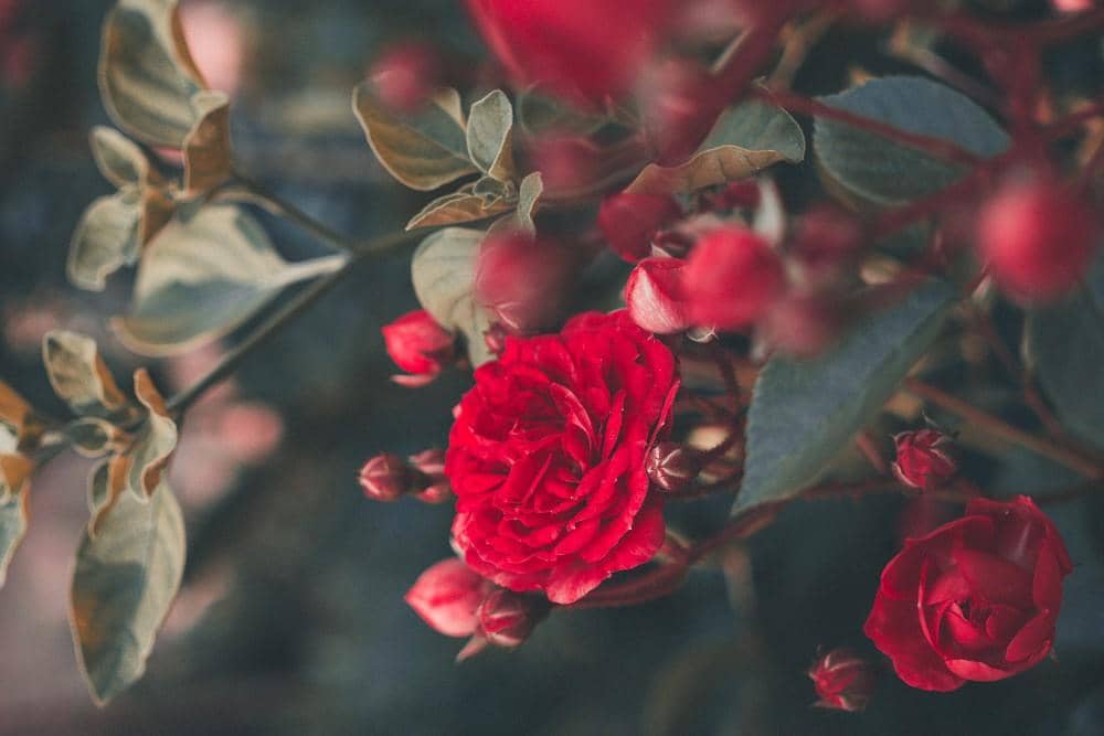 Unsplash.com/Ricardo Resende