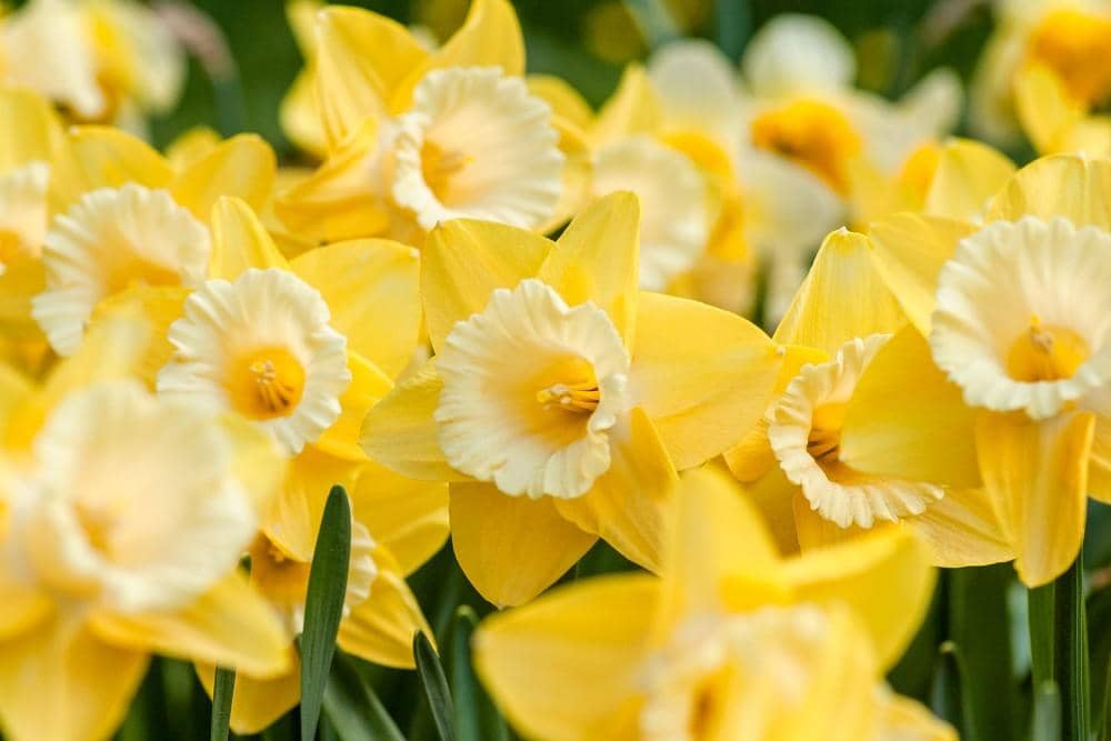 Unsplash.com/Yoksel Zok