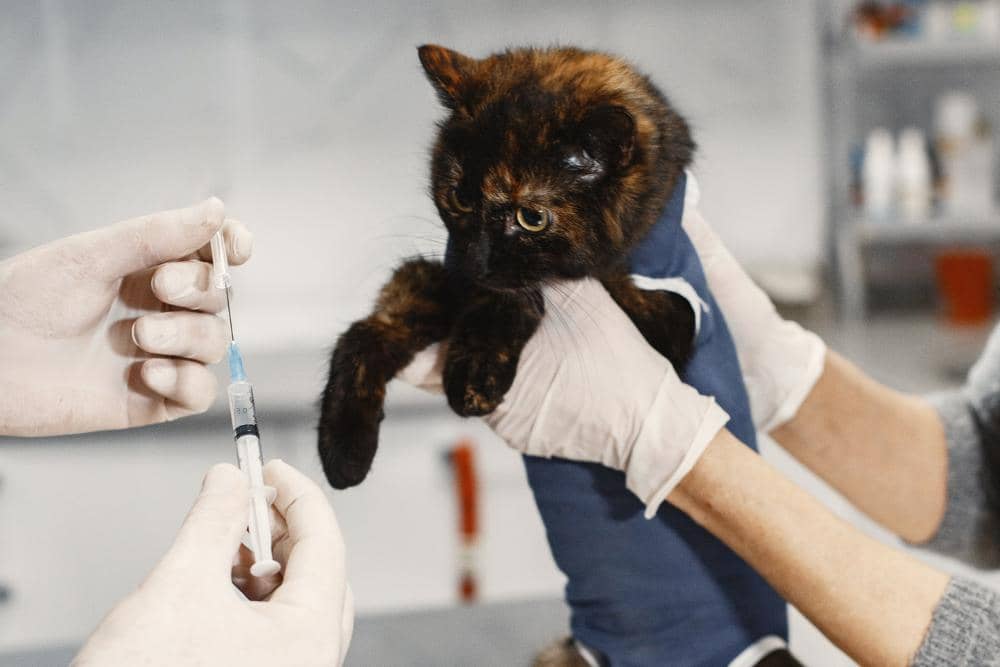 pexels.com/Gustavo Fring