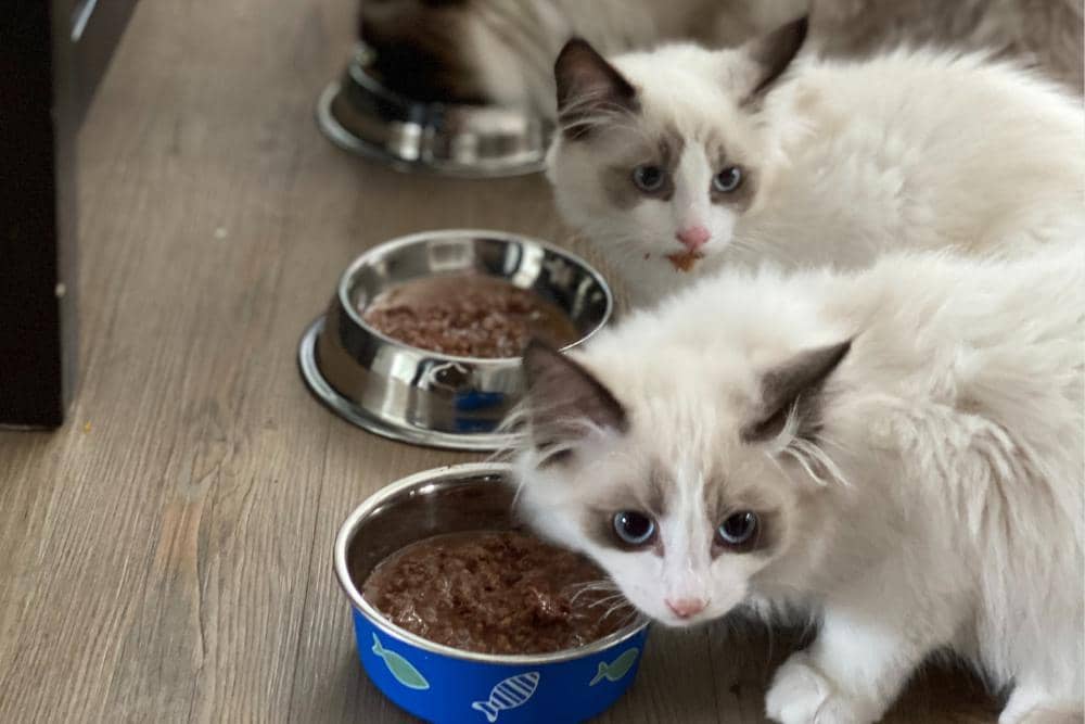 unsplash.com/Fernando Jorge