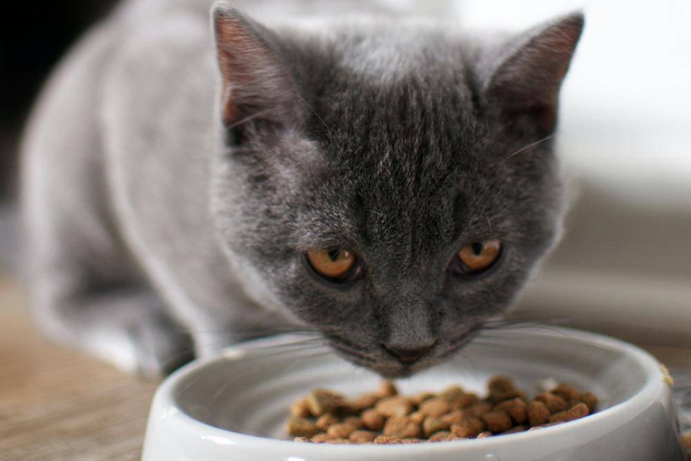 8 Penyebab Kenapa Kucing Tidak Mau Makan dan Cara Mengatasinya