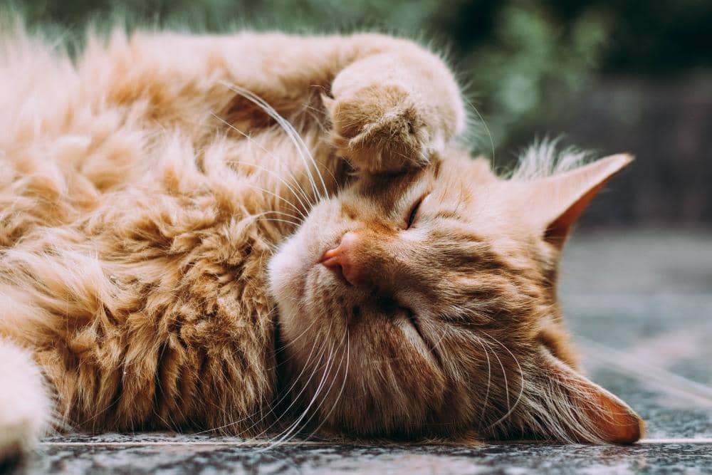 unsplash.com/Ludemeula Fernandes