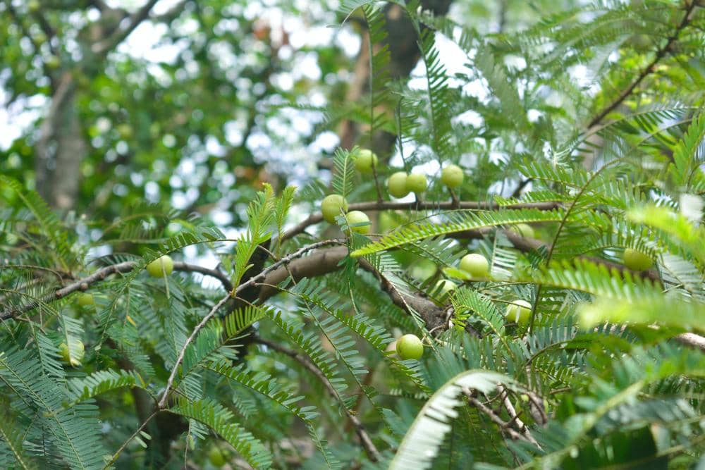 unsplash.com/Dileesh Kumar