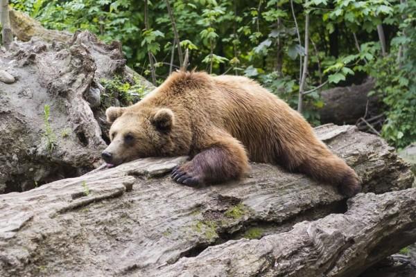 7 Hewan yang Dimasukkan ke Penjara Karena Membuat Kekacauan
