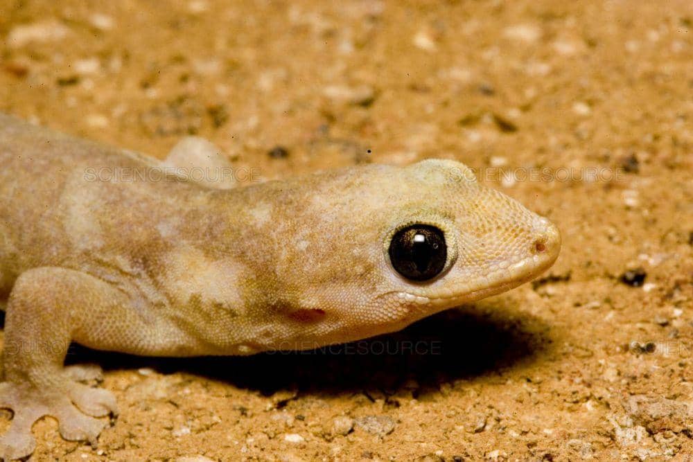 Australiageographic.com