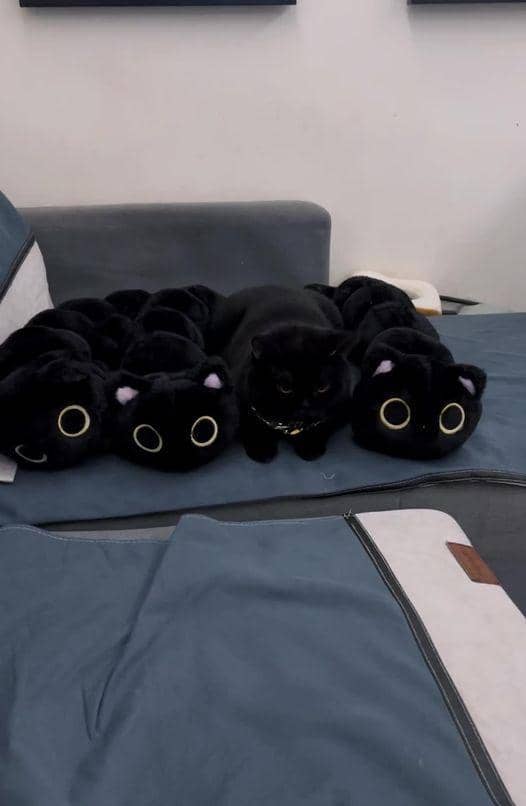 Twitter.com/Thereisnocat_