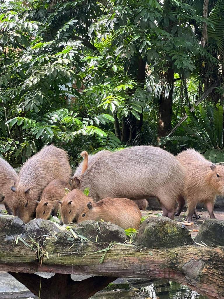 Twitter.com/Thereisnocat_