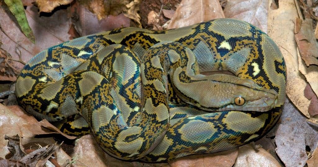 Ularasliindonedia.blogspot.com