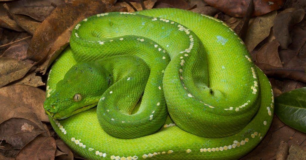 Ularasliindonesia.blogspot.com