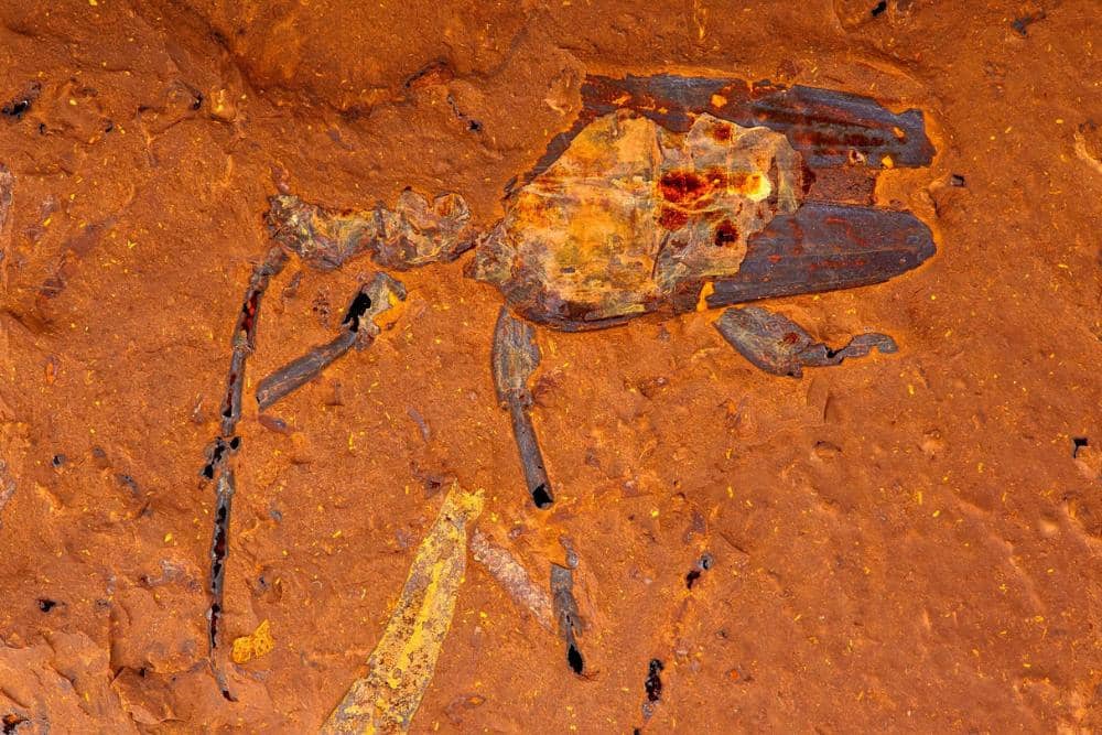 australianmuseum.com