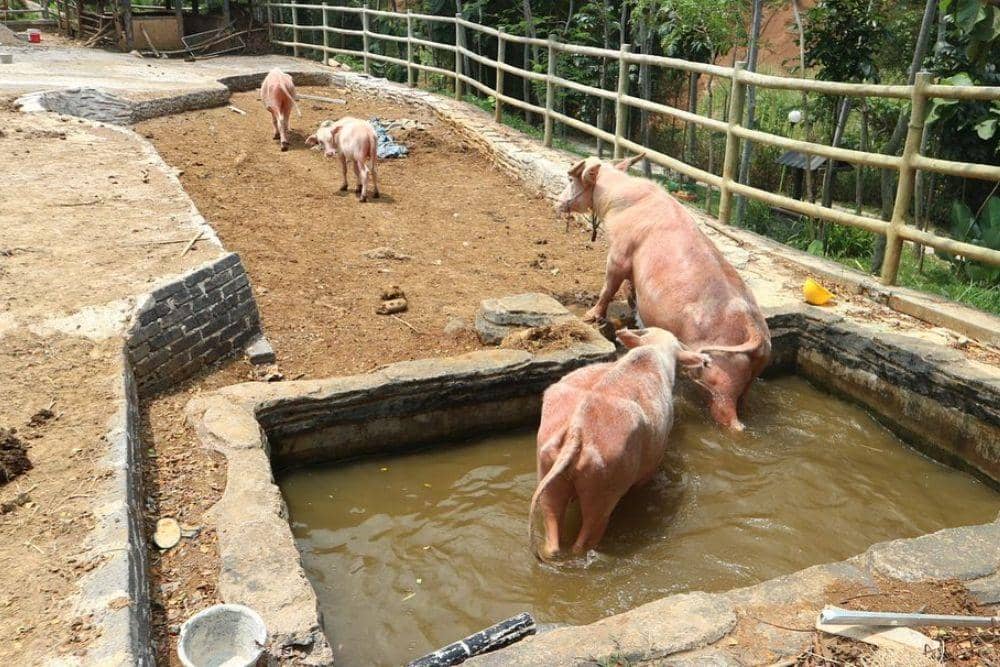 instagram.com/bogorminizooofficial