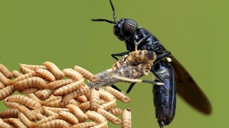 Dinkes Kabupaten Klaten