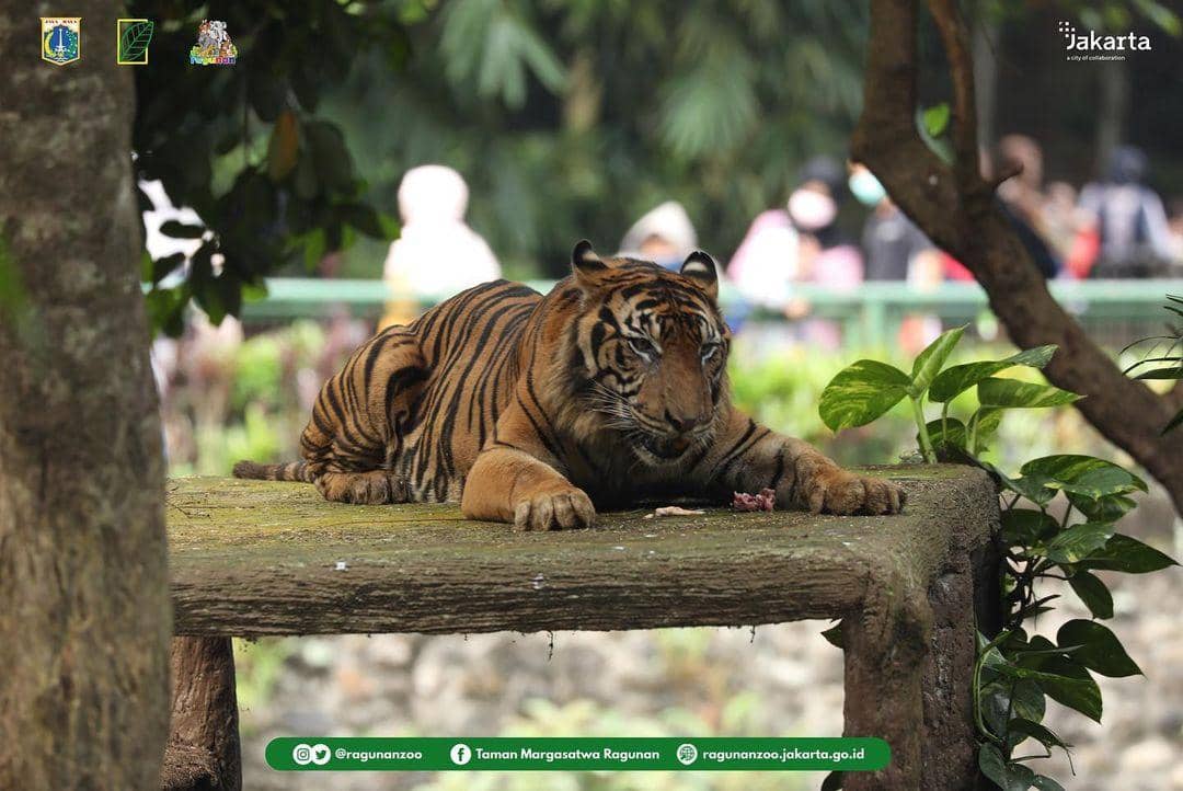 Instagram.com/Ragunanzoo