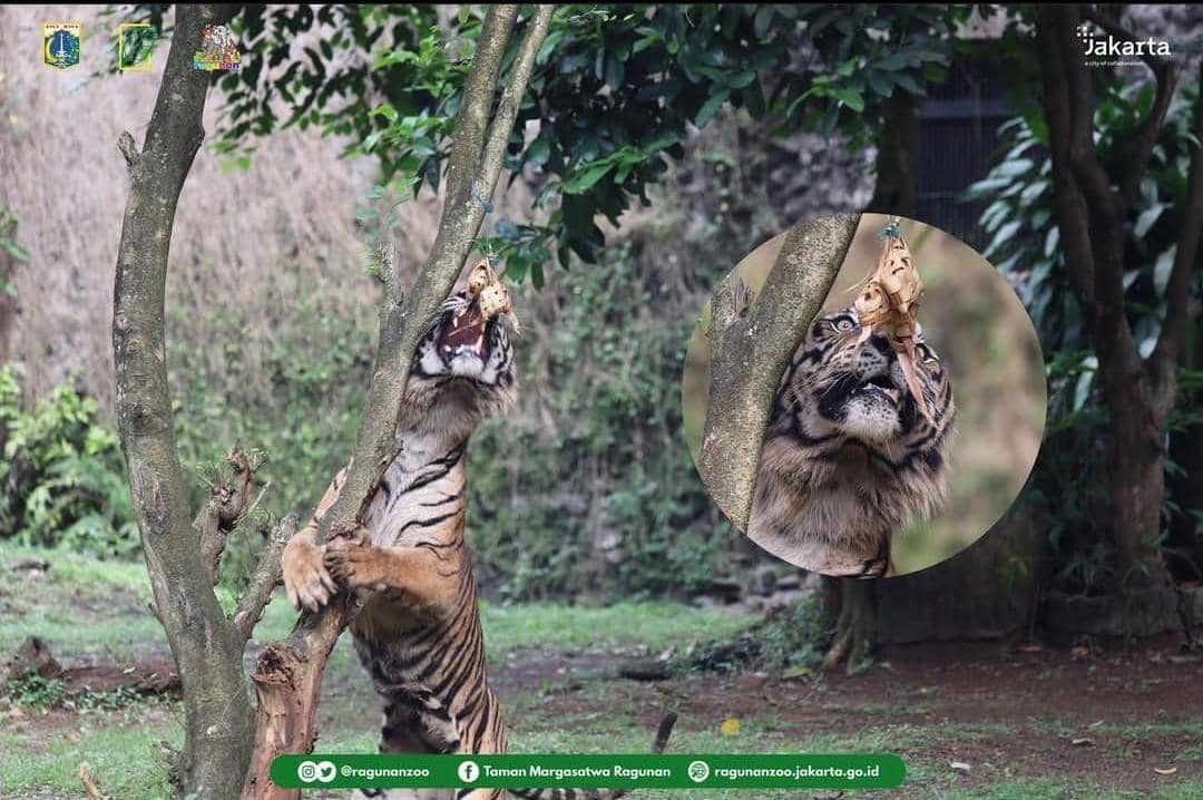 Intagram/@ragunanzoo