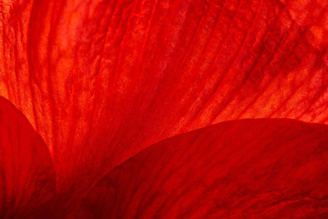 Unsplash/Wolfgang Hasselman