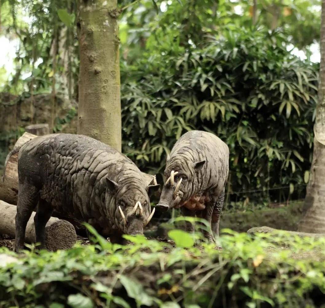 instagram.com/balisafari