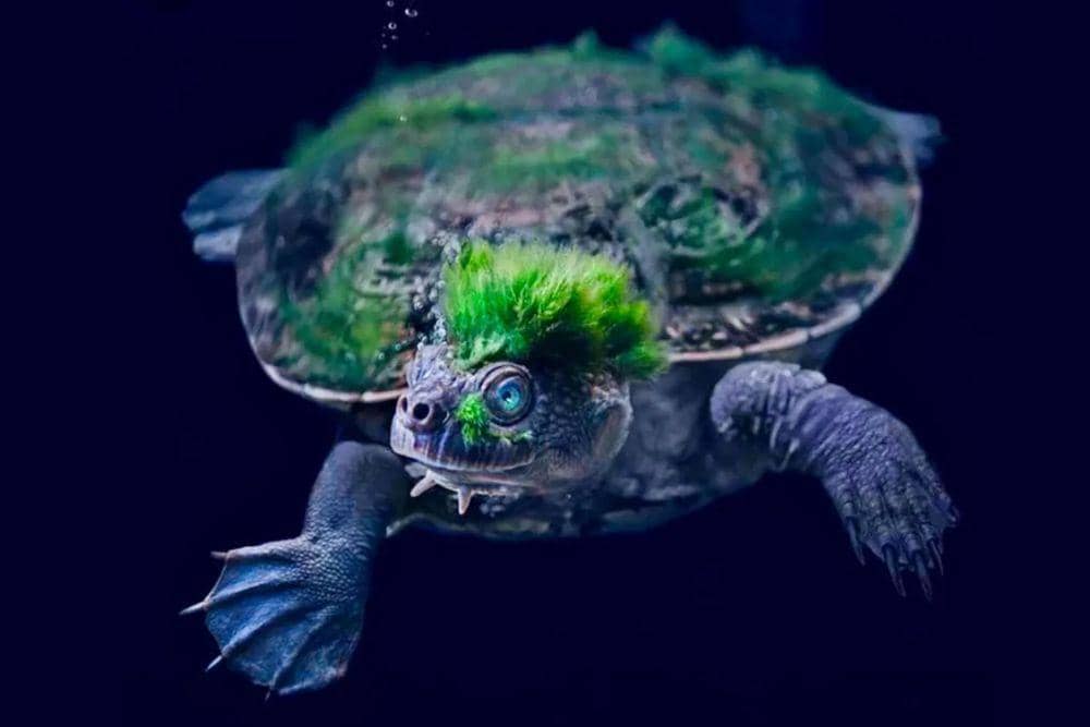 jerry-coleby-williams.net