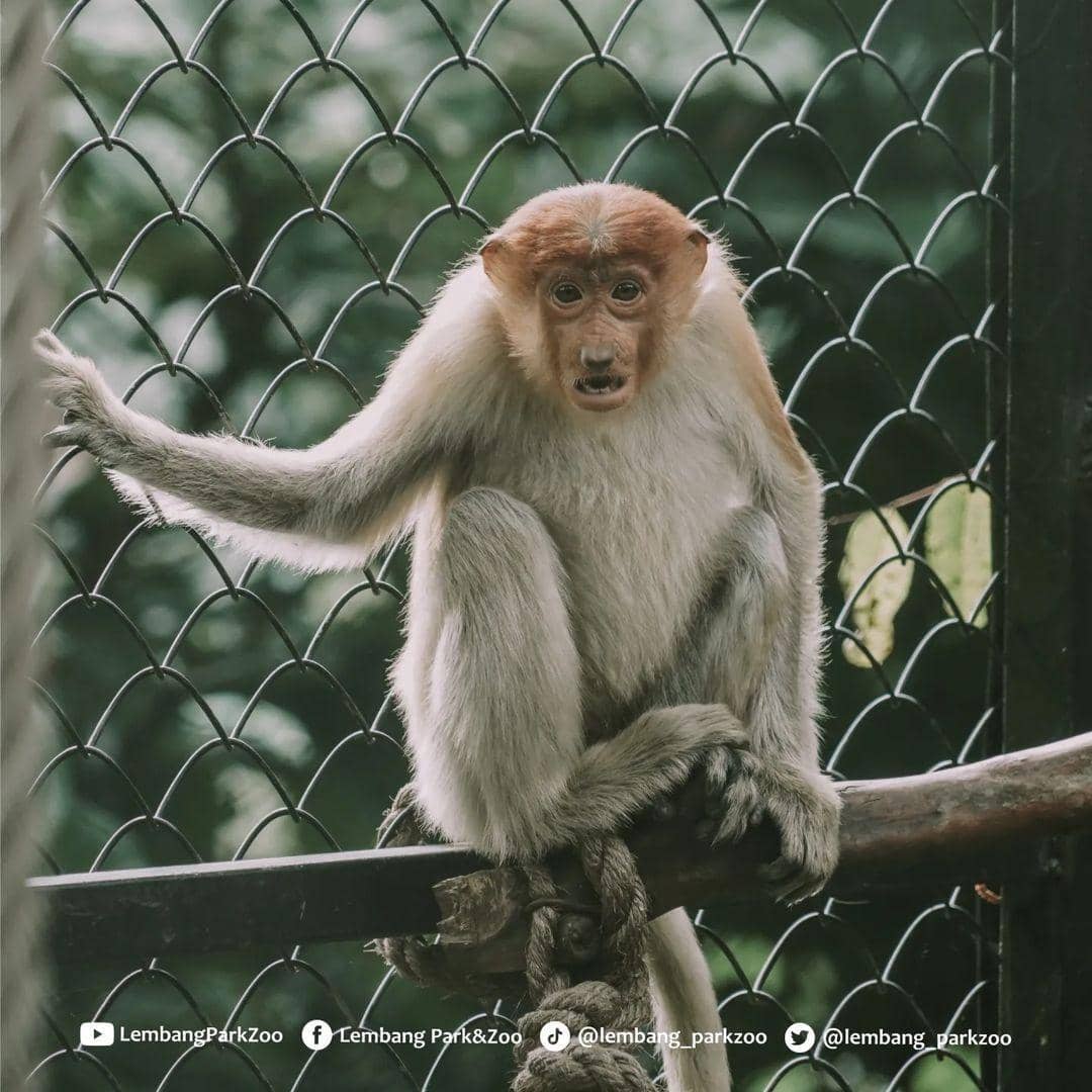 instagram.com/lembang_parkzoo