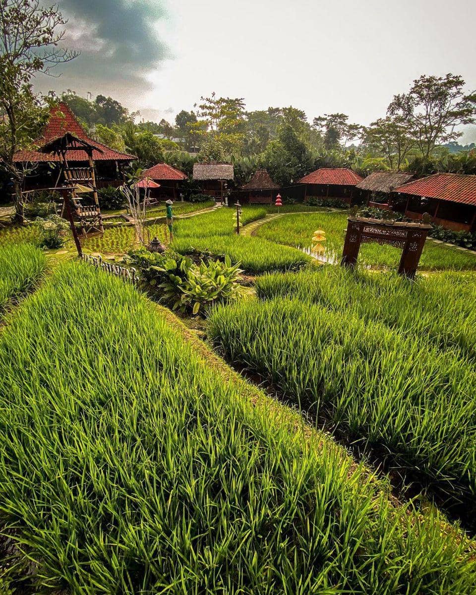 instagram.com/sawahsegardua