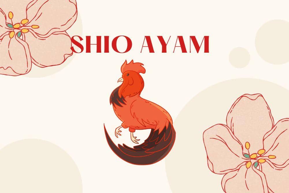 Canva.com/Andhina Effendi