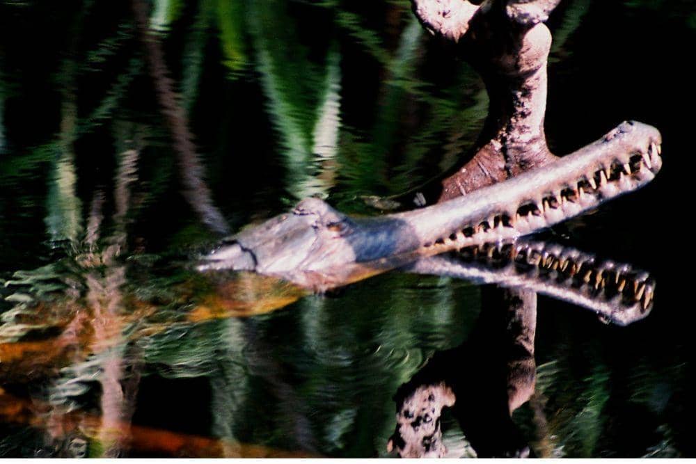 borneonaturefoundation.org